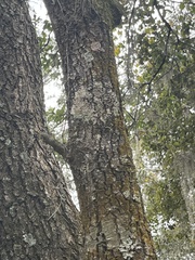 Herpothallon rubrocinctum