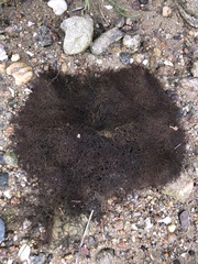 Vertebrata lanosa