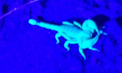 Anuroctonus pococki pococki