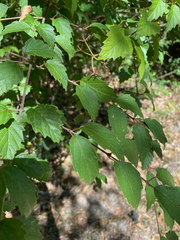 Viburnum scabrellum