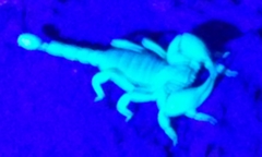 Anuroctonus pococki pococki