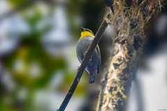 Ploceus nelicourvi
