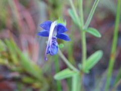 Trichostema setaceum