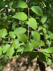 Viburnum scabrellum