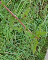 Melochia corchorifolia