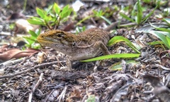 Urostrophus vautieri
