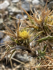 Carlina graeca
