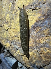 Geomalacus maculosus