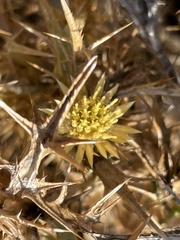 Carlina graeca