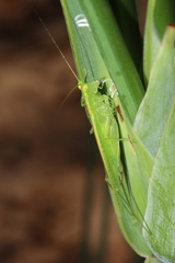 Phlugis ocraceovittata