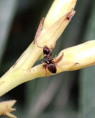 Lasius