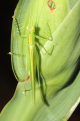 Phlugis ocraceovittata