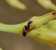 Lasius