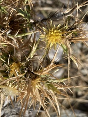 Carlina graeca
