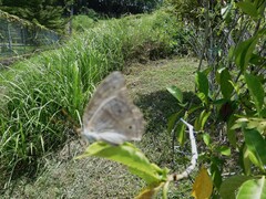 Junonia atlites atlites