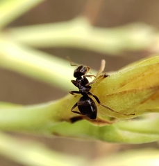 Lasius