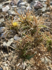 Carlina graeca