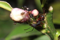 Camponotus rufipes