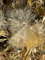 Carlina graeca