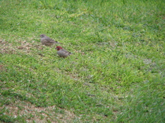 Amadina erythrocephala