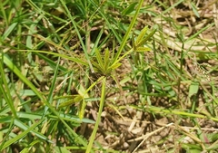 Cyperus compressus
