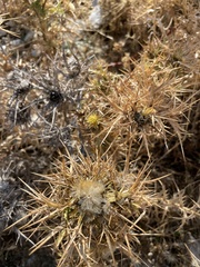 Carlina graeca