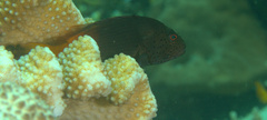 Paracirrhites forsteri