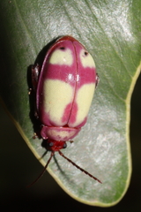 Oedionychina