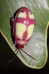 Oedionychina