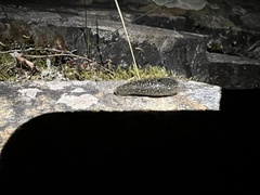 Geomalacus maculosus