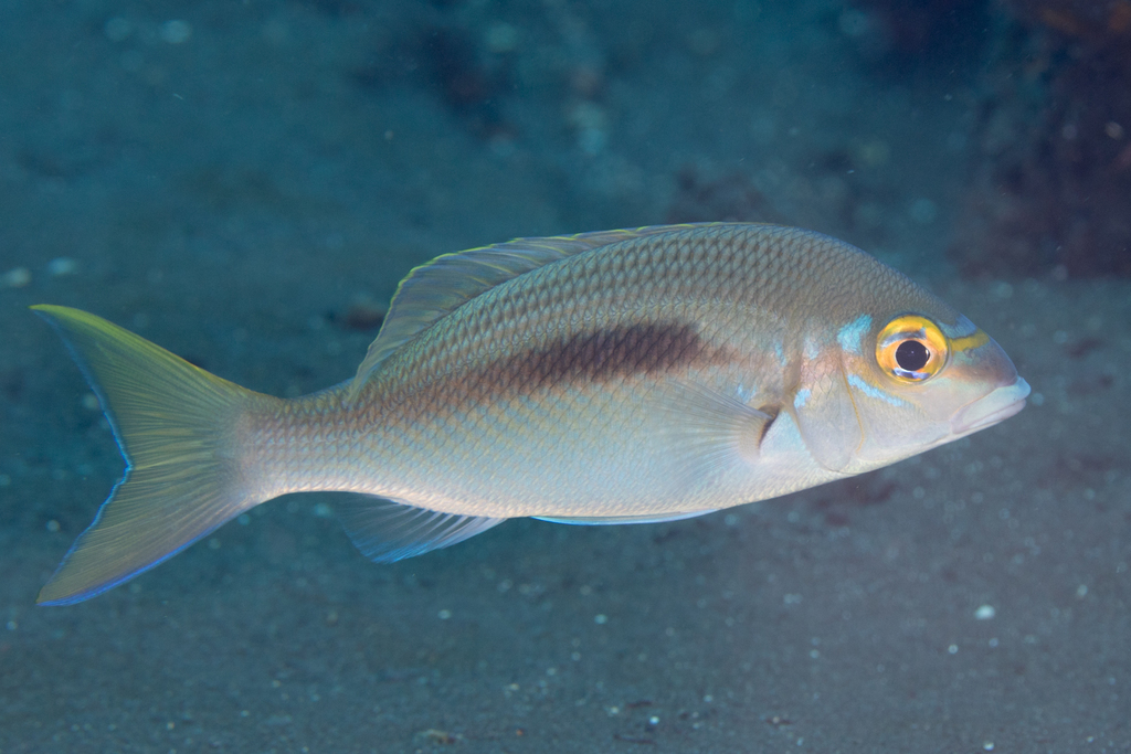 Threadfin Monocle Bream