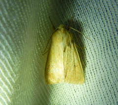 Mythimna vitellina