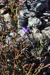 Campanula rotundifolia