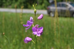 Calopogon tuberosus