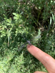 Erythrodiplax berenice
