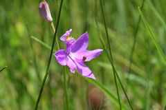 Calopogon tuberosus