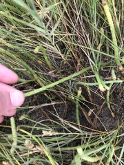 Salicornia perennis