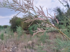 Tamarix ramosissima
