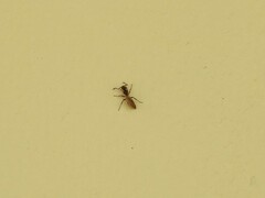 Ponerinae