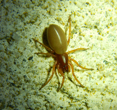 Dysdera