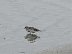 Calidris