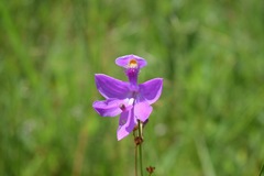 Calopogon tuberosus