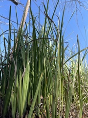 Zizaniopsis miliacea