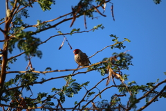 Amadina erythrocephala