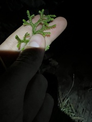 Selaginella denticulata