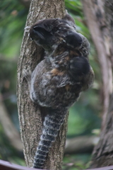 Callithrix penicillata