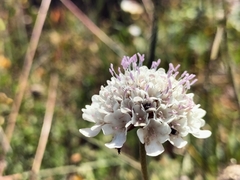 Scabiosa