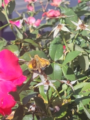 Hylephila phyleus