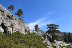 Juniperus grandis