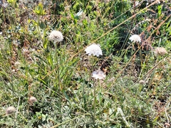 Scabiosa